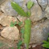 Euphorbia grandicorns